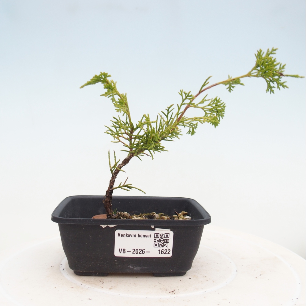 Venkovní bonsai - Juniperus chinensis Itoigawa -Jalovec čínský