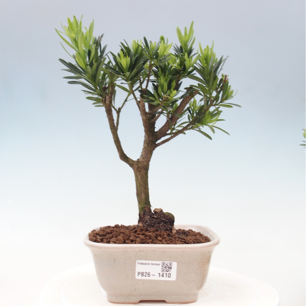 Pokojová bonsai - Podocarpus - Kamenný tis