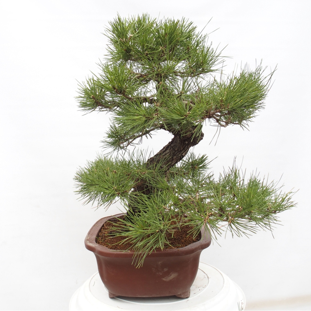 Venkovní bonsai - Pinus thunbergii - Borovice thunbergova