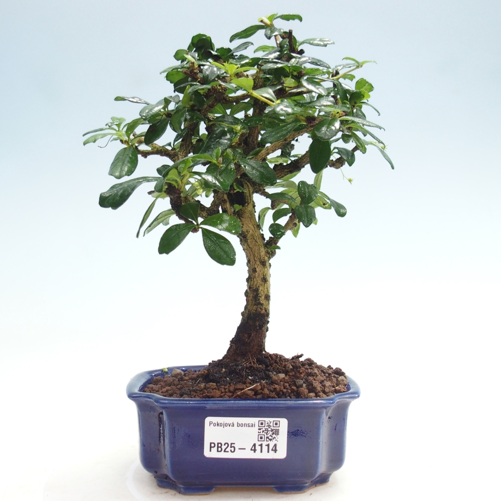 Pokojová bonsai - Carmona macrophylla - Čaj fuki