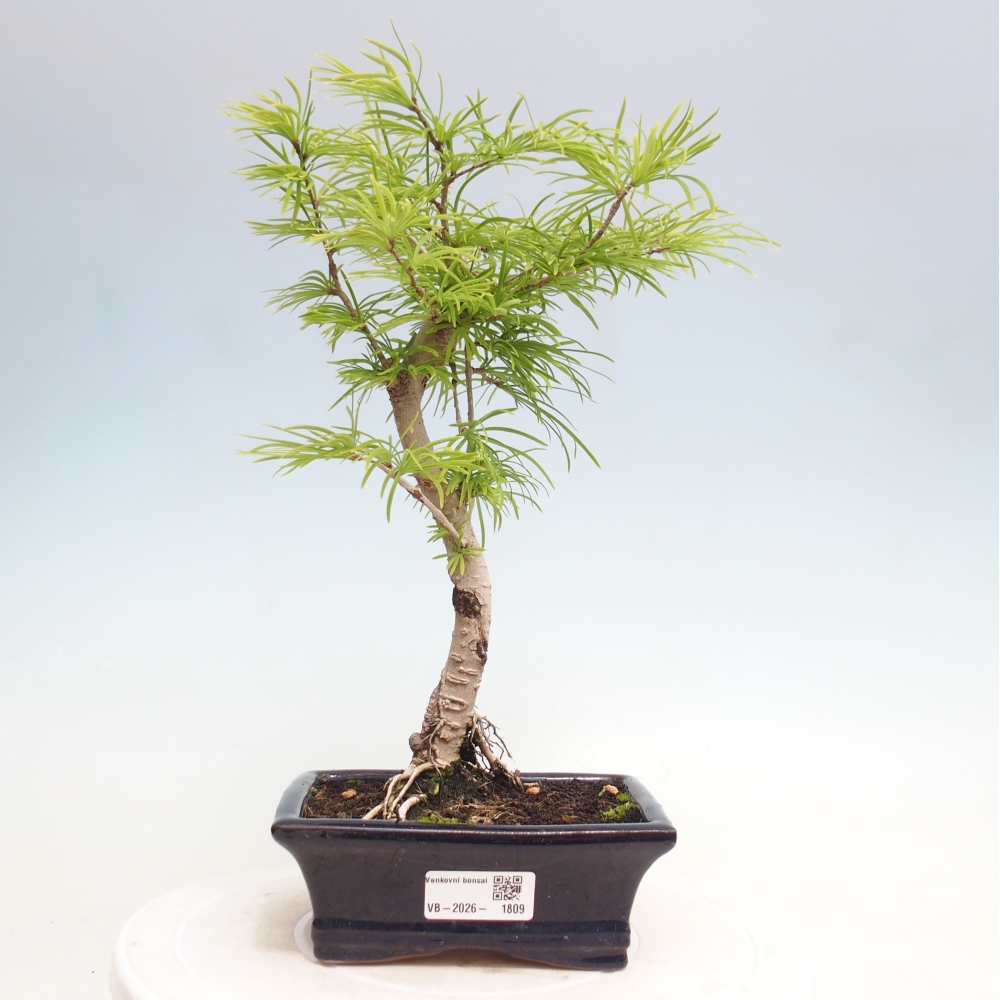 Venkovní bonsai -Pseudolarix amabis-Pamodřín