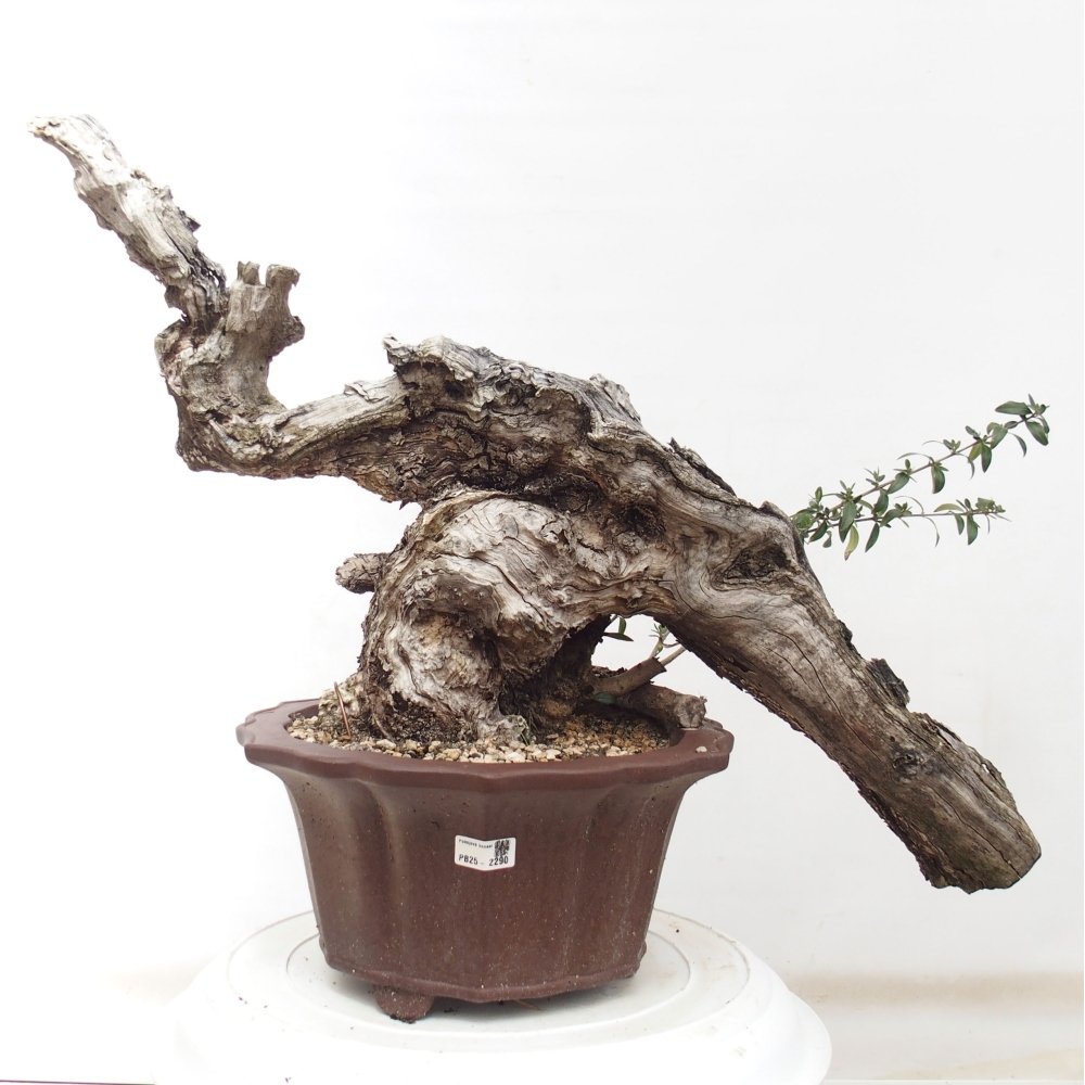 Pokojová bonsai - Olea europaea sylvestris -Oliva evropská drobnolistá
