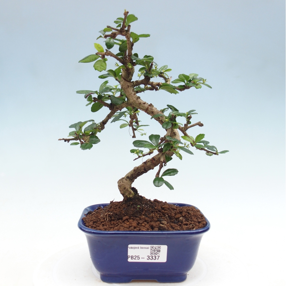 Pokojová bonsai - Carmona macrophylla - Čaj fuki
