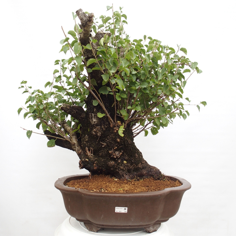 Venkovní bonsai - Mahalebka - Prunus mahaleb