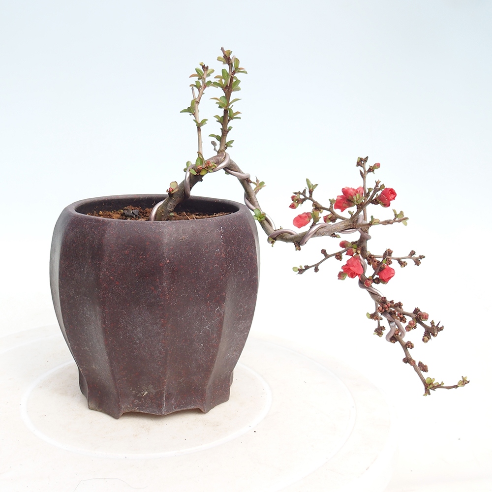 Venkovní bonsai - Chaneomeles s. Red Joy - Kdoulovec 