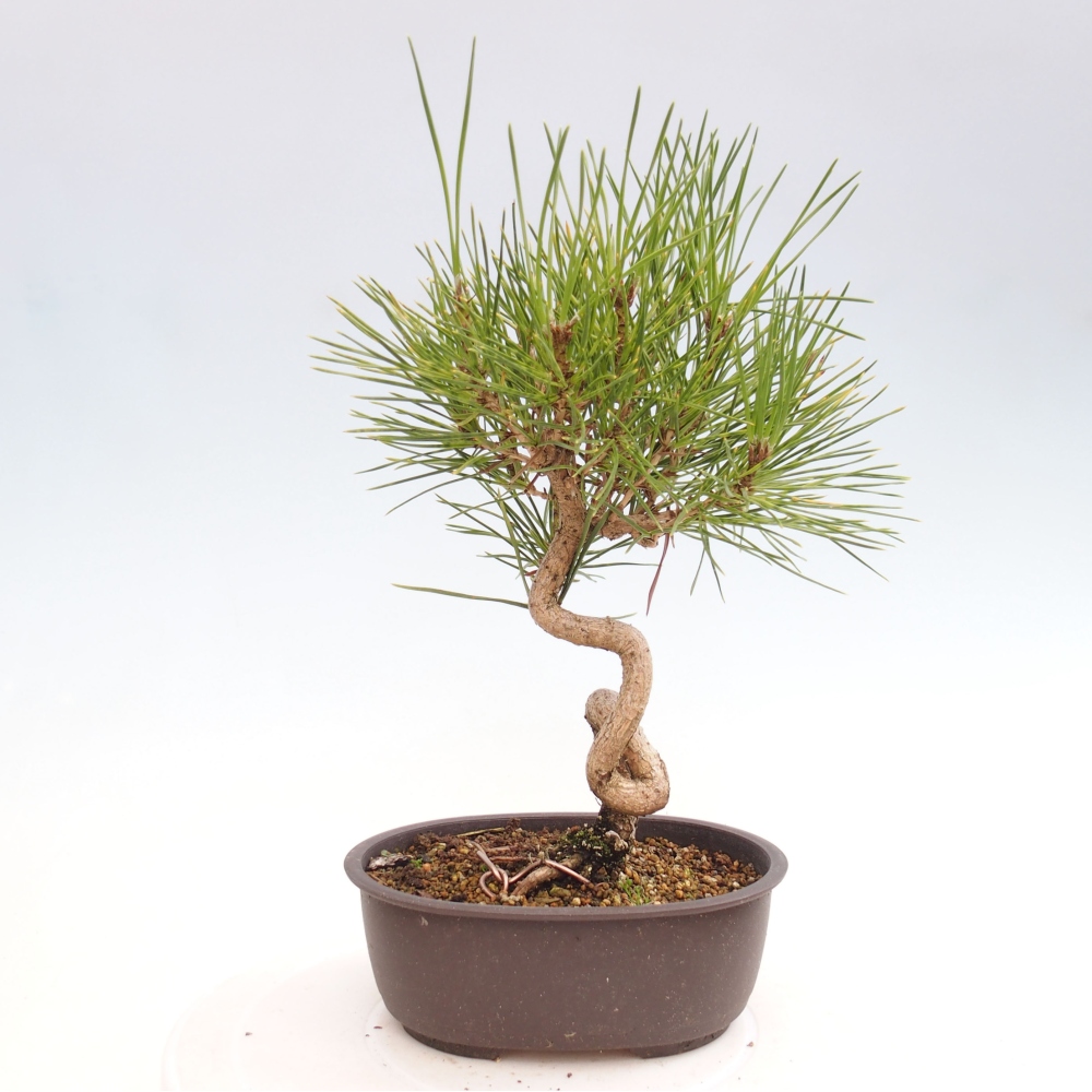 Venkovní bonsai - Pinus thunbergii - Borovice thunbergova