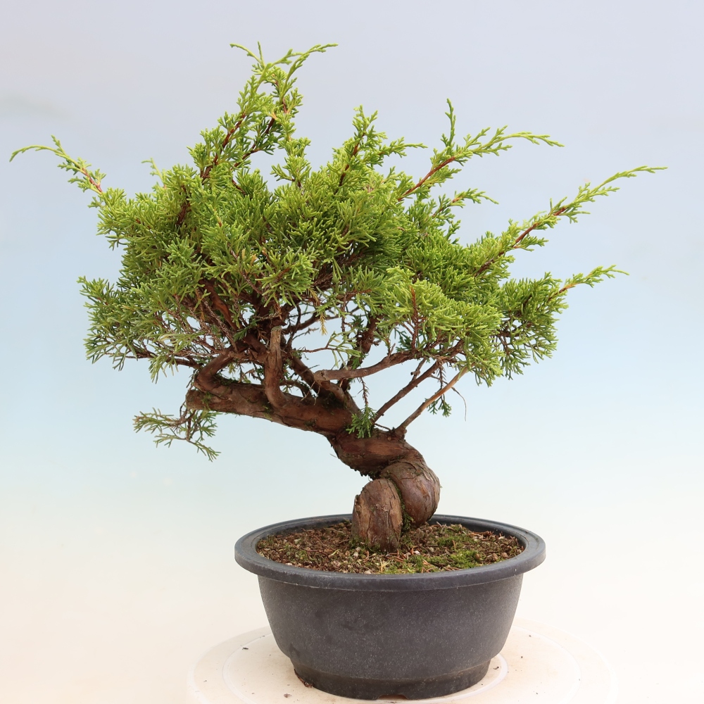 Venkovní bonsai - Juniperus chinensis Itoigawa-Jalovec čínský