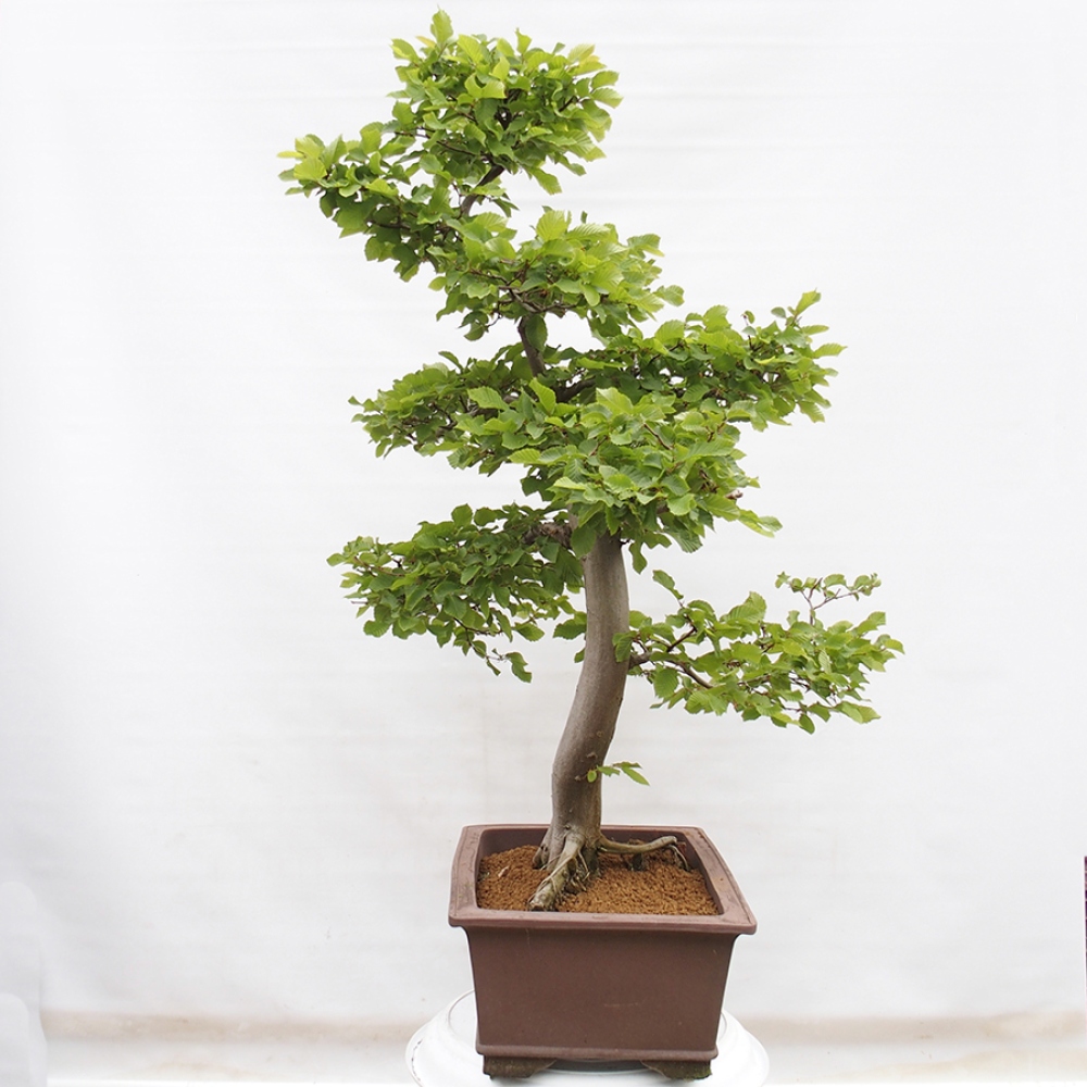 Venkovní bonsai - Habr obecný - Carpinus betulus