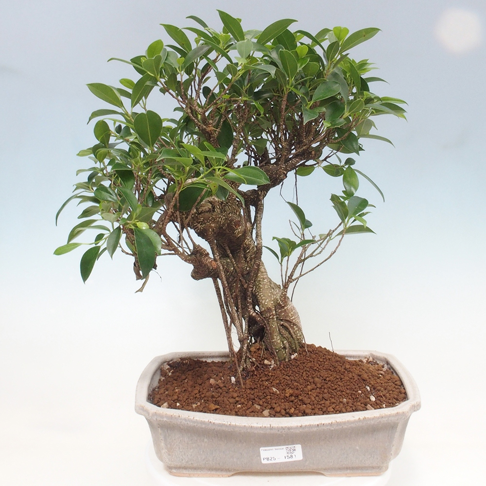 Pokojová bonsai - Ficus kimmen -  malolistý fíkus