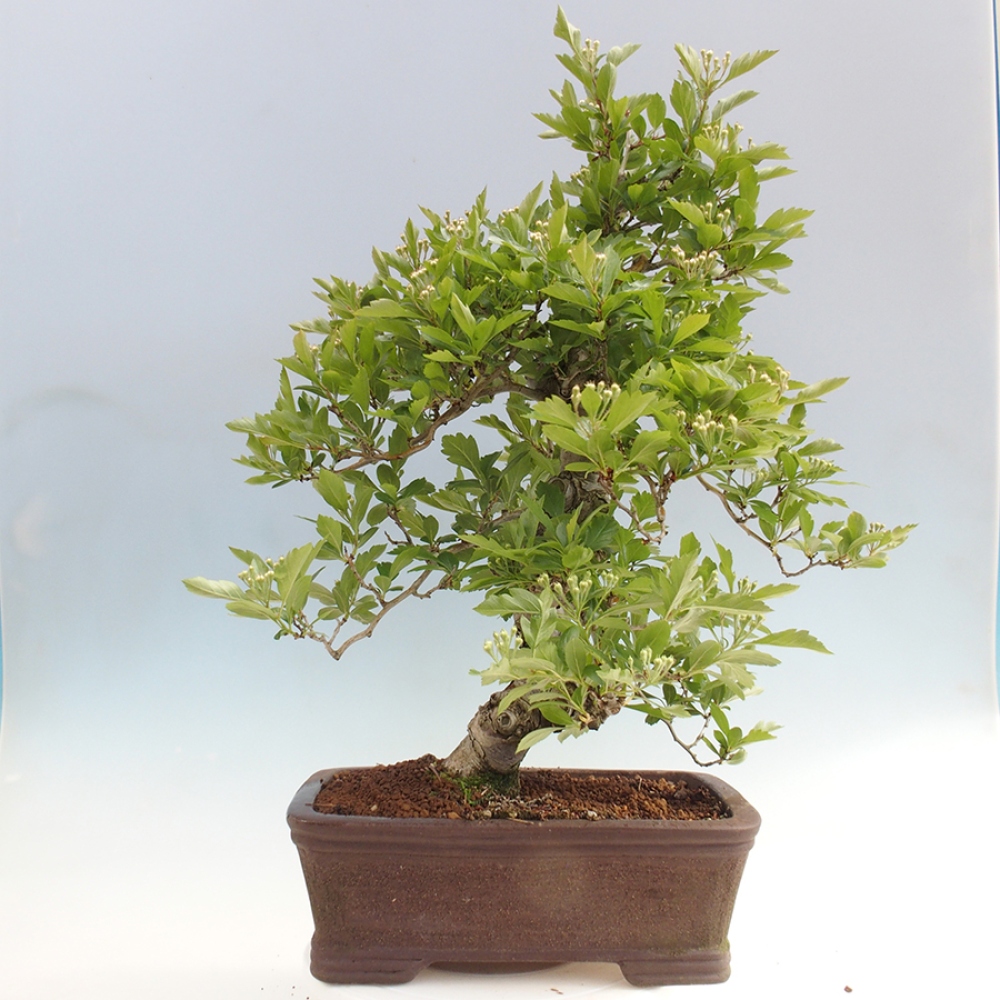 Venkovní bonsai - Hloh klínovitý - Crataegus cuneata