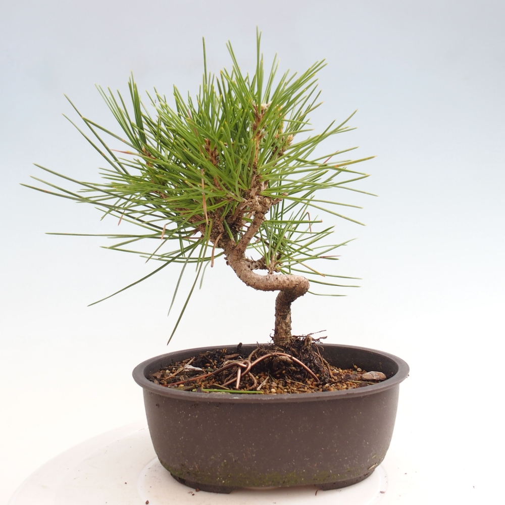 Venkovní bonsai - Pinus thunbergii - Borovice thunbergova