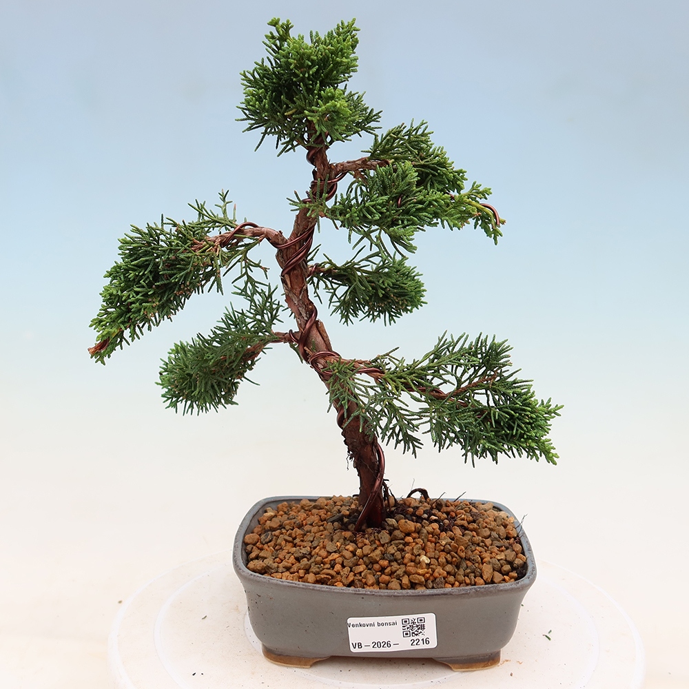 Venkovní bonsai - Juniperus chinensis Kishu -Jalovec čínský