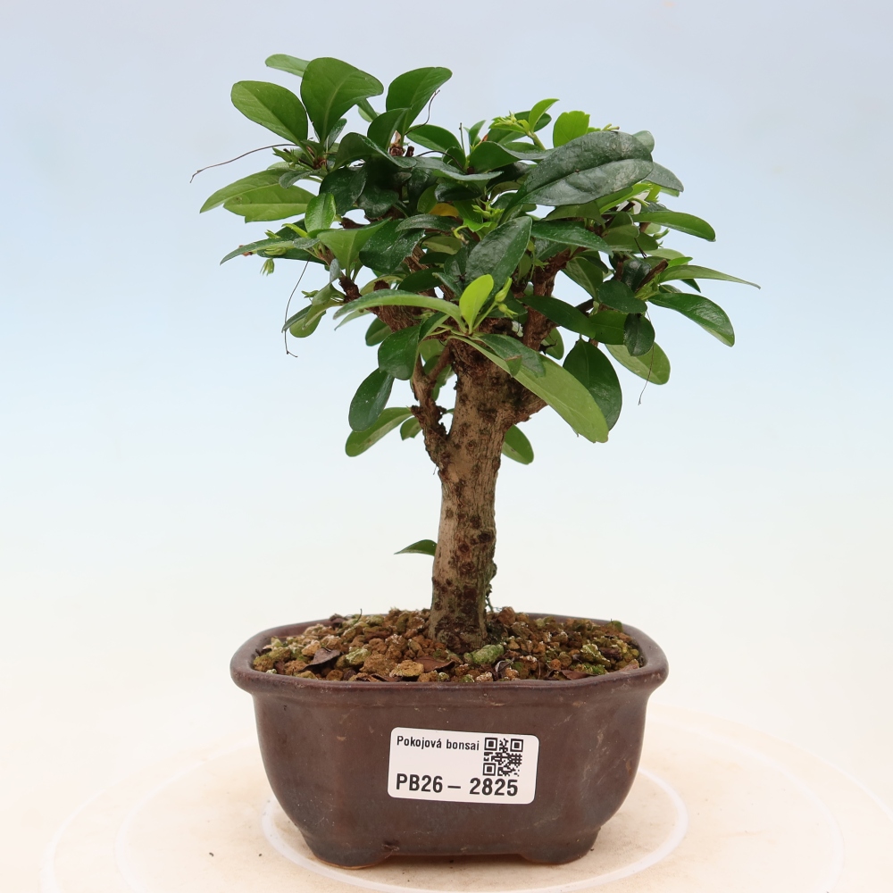 Pokojová bonsai - Carmona macrophylla - Čaj fuki