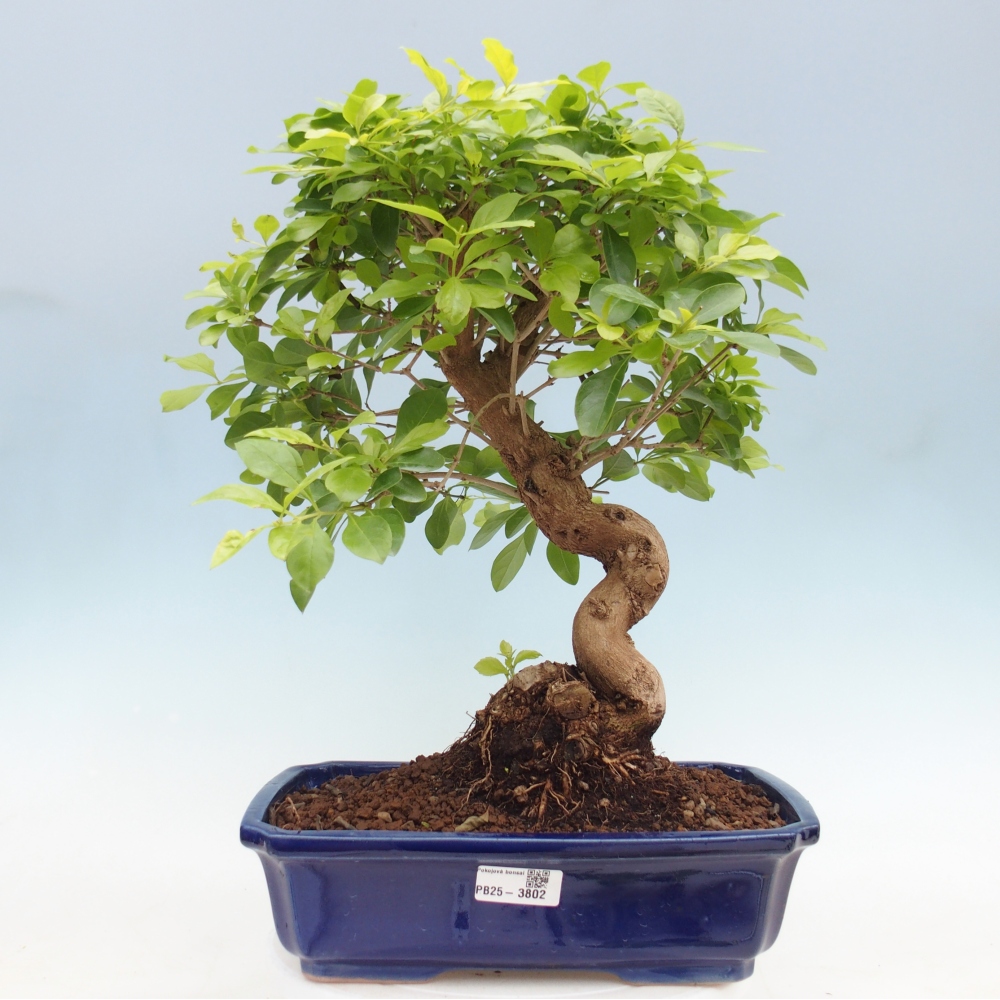 Pokojová bonsai - Duranta erecta Aurea