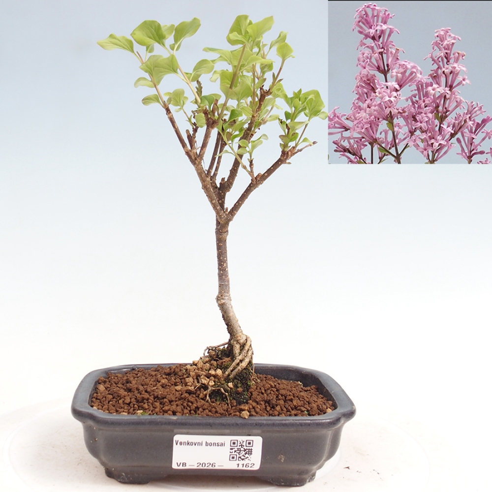 Venkovní bonsai - Syringa Meyeri Palibin - Šeřík Meyerův