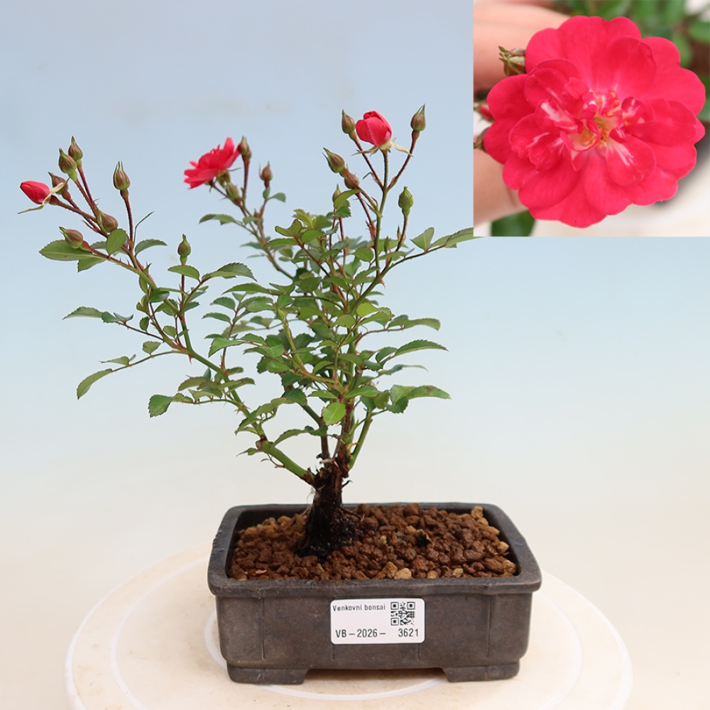 Venkovní bonsai - Rosa Kordes -  růže