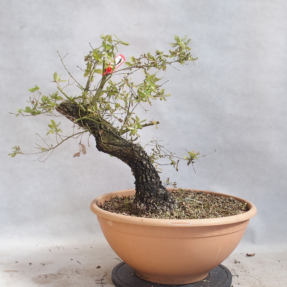 Venkovní bonsai Quercus Cerris - Dub Cer
