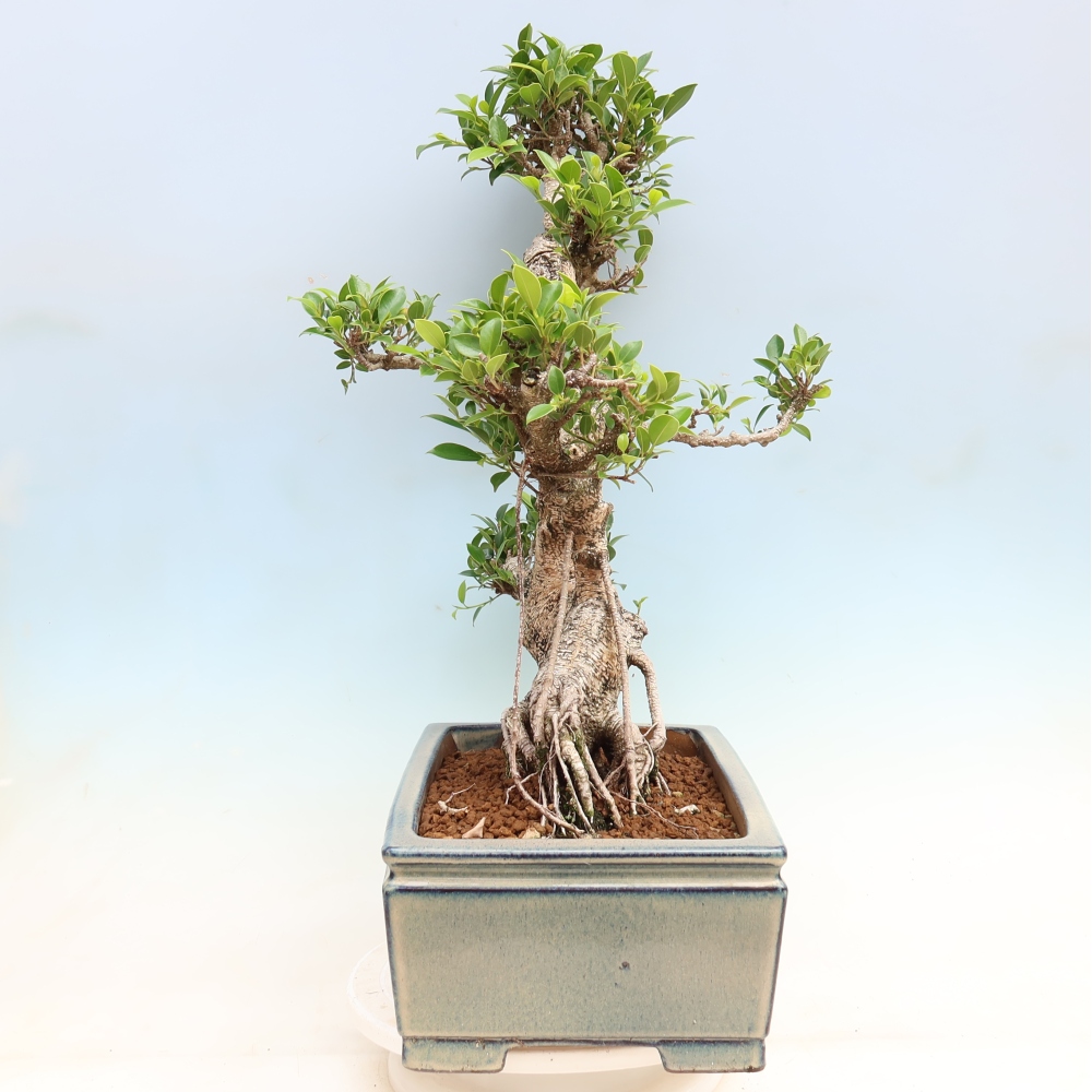 Pokojová bonsai - Ficus kimmen -  malolistý fíkus