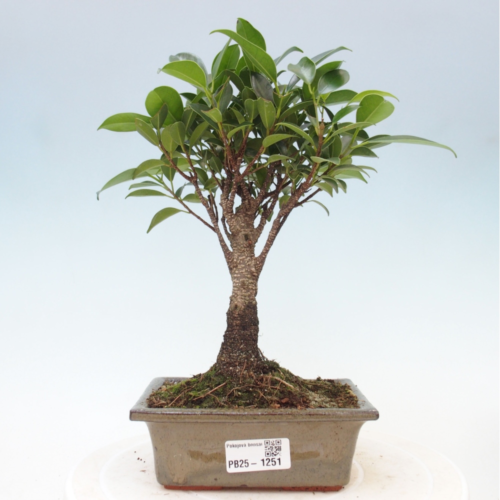 Pokojová bonsai - Ficus retusa -  malolistý fíkus