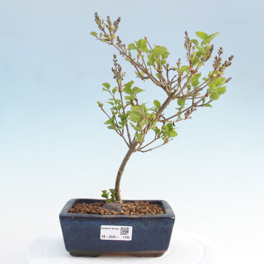 Venkovní bonsai - Syringa Meyeri Palibin - Šeřík Meyerův