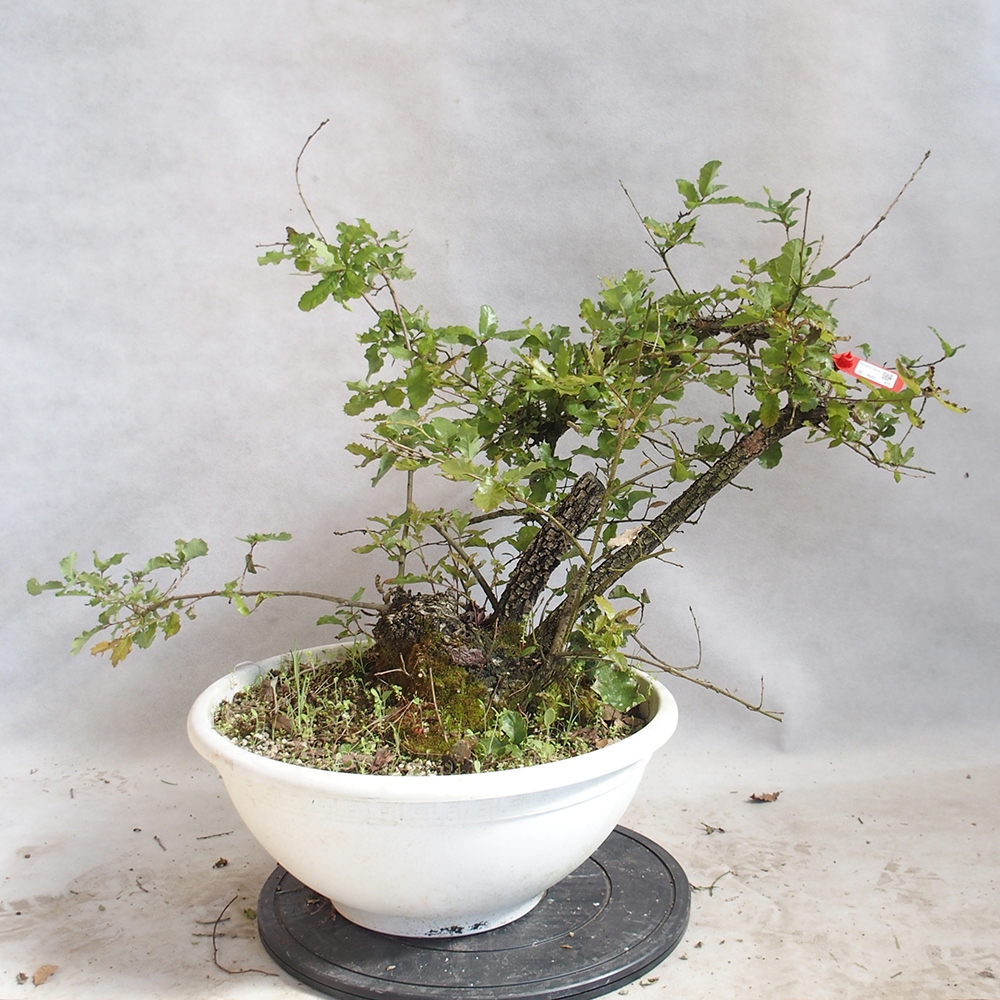 Venkovní bonsai Quercus Cerris - Dub Cer
