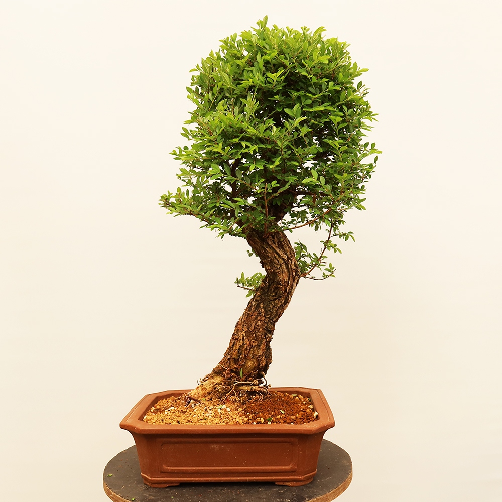 Venkovní bonsai - Zelkova - Zelkova NIRE