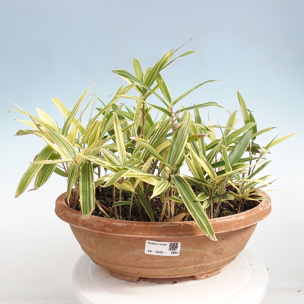 Venkovní bonsai - Sasaella masamuneana Albostriata - Bambus panašovaný