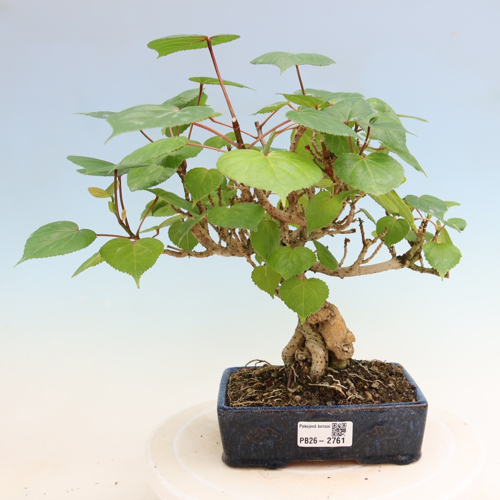Pokojová bonsai - Hibiscus tiliaceus - Ibišek lípovitý, morský