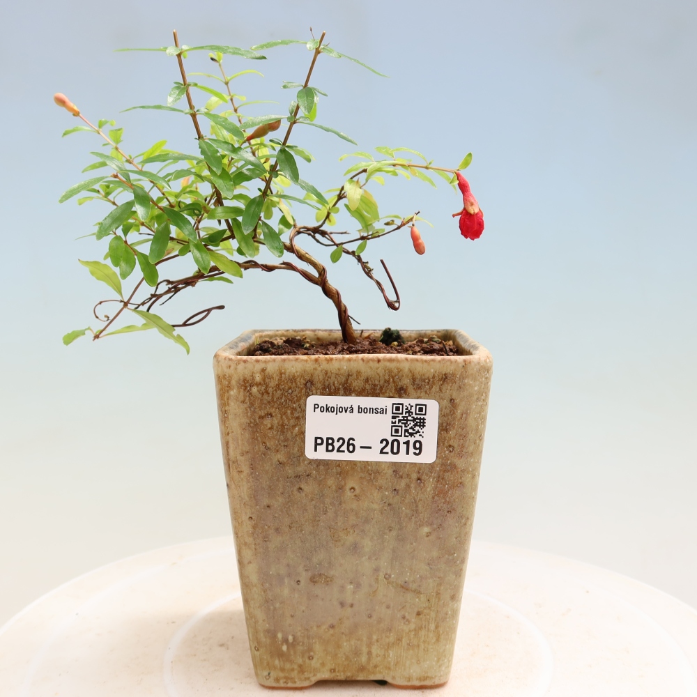 Pokojová bonsai-PUNICA granatum nana-Granátové jablko