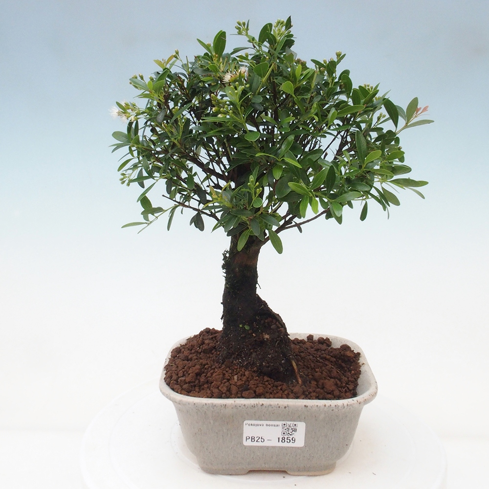 Pokojová bonsai - Syzygium - Pimentovník