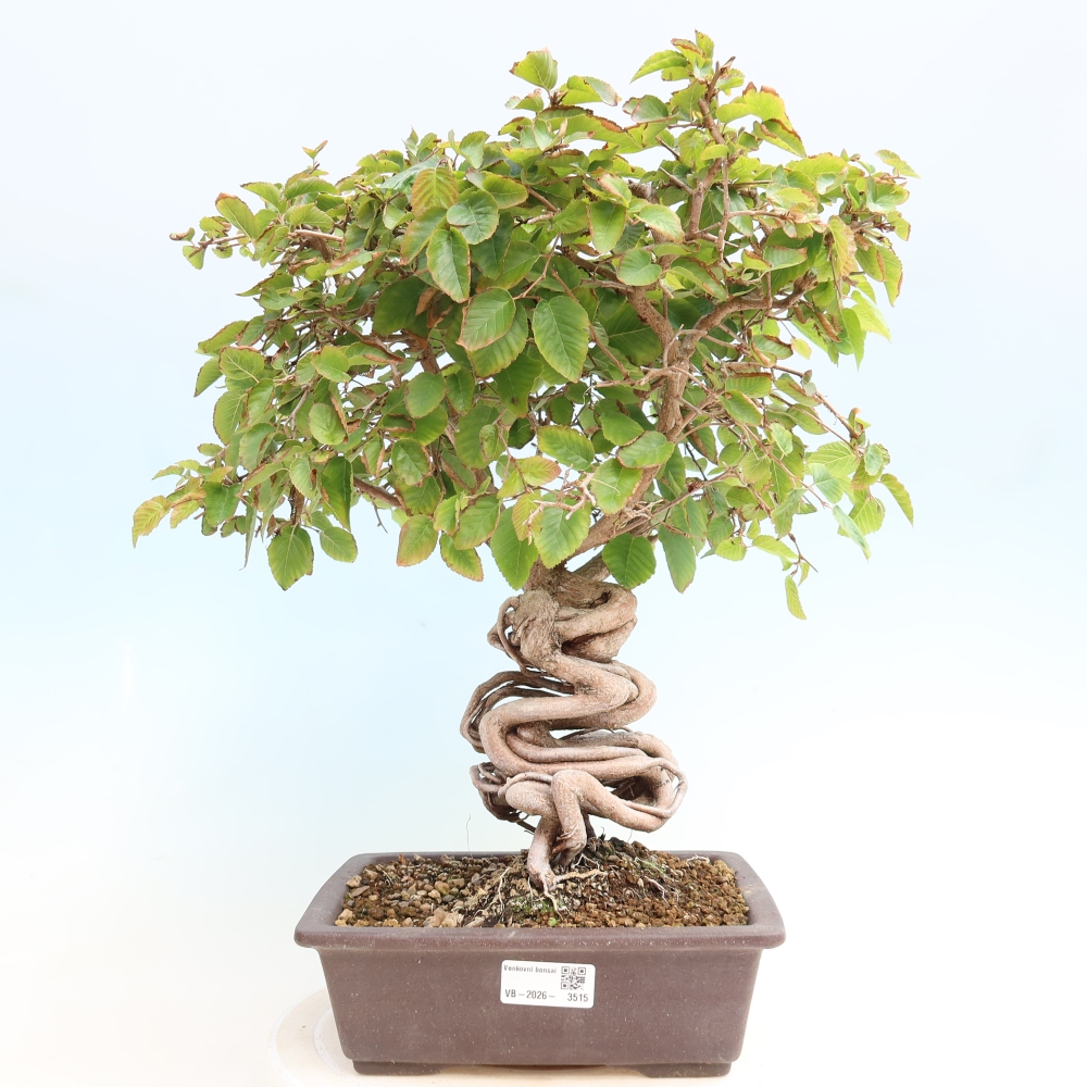 Venkovní bonsai -Carpinus CARPINOIDES - Habr korejský