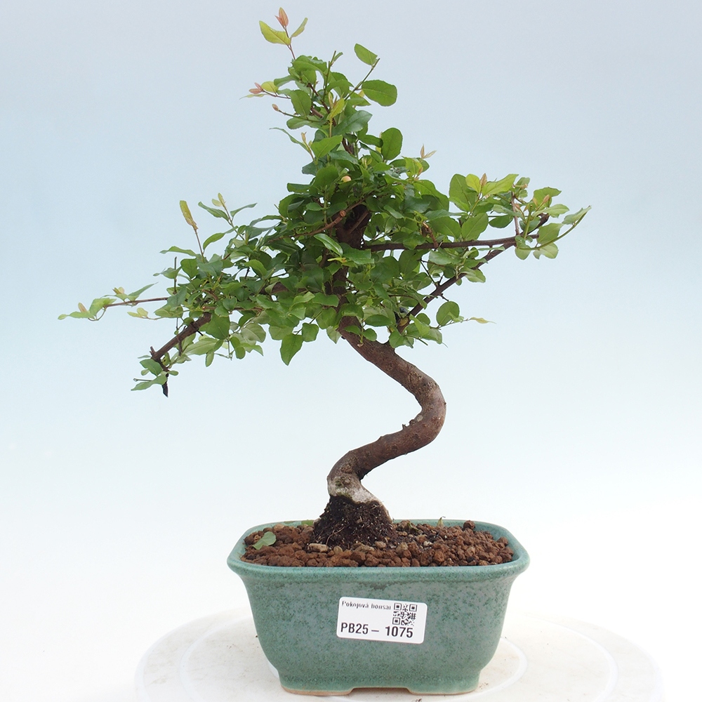 Pokojová bonsai - Sagerécie thea - Sagerécie thea