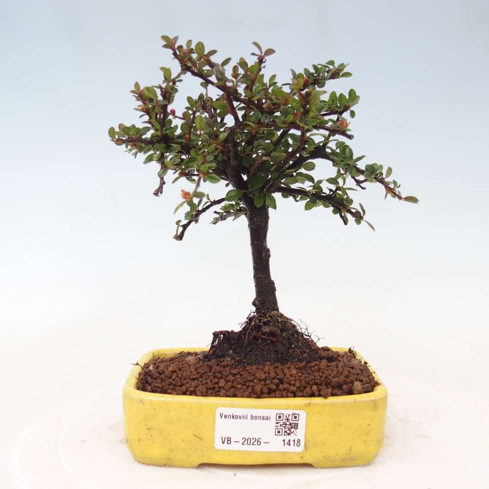 Venkovní bonsai - Cotoneaster horizontalis - Skalník