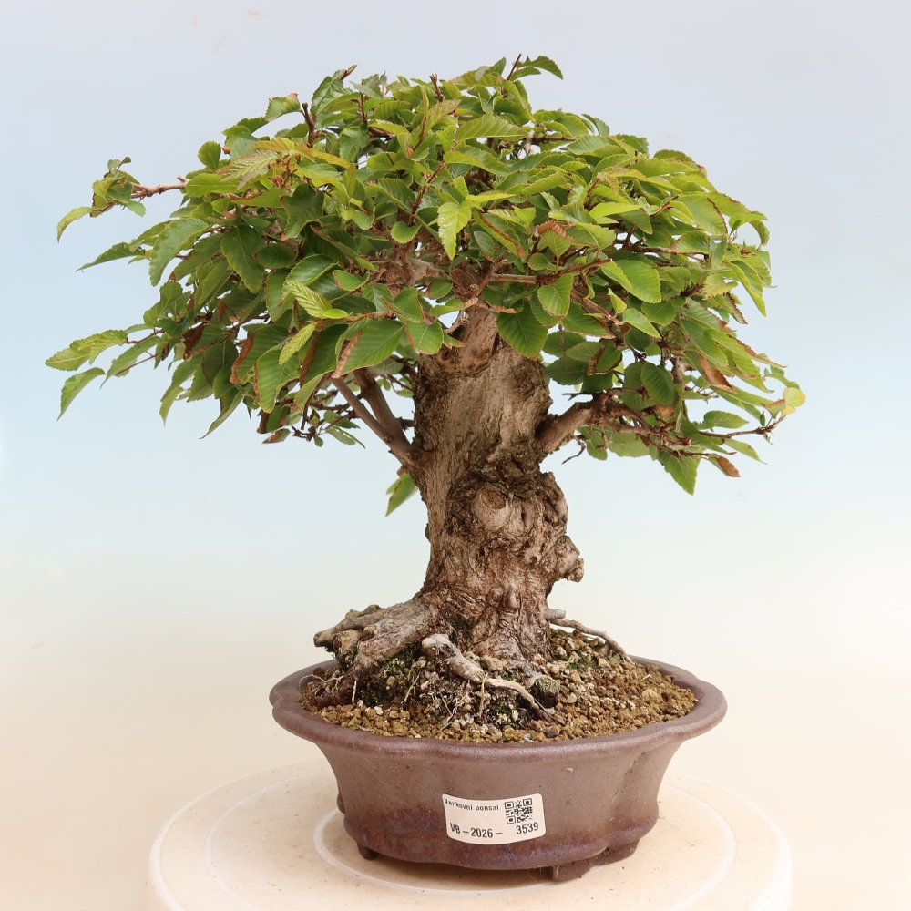 Venkovní bonsai -Carpinus CARPINOIDES - Habr korejský