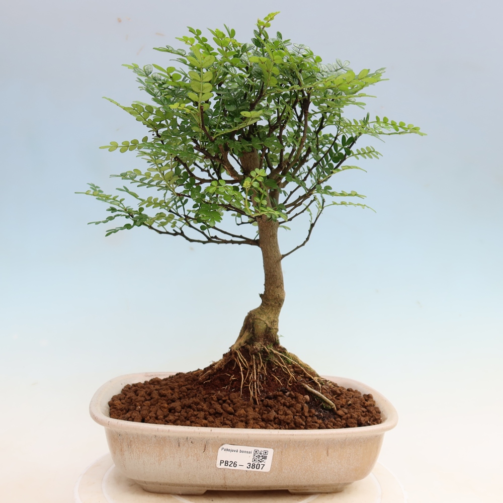 Pokojová bonsai - Zantoxylum piperitum - Pepřovník