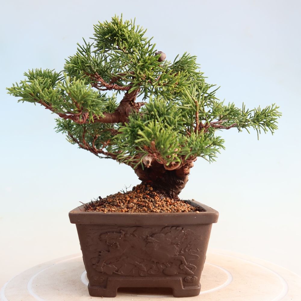 Venkovní bonsai - Juniperus chinensis Itoigawa -Jalovec čínský