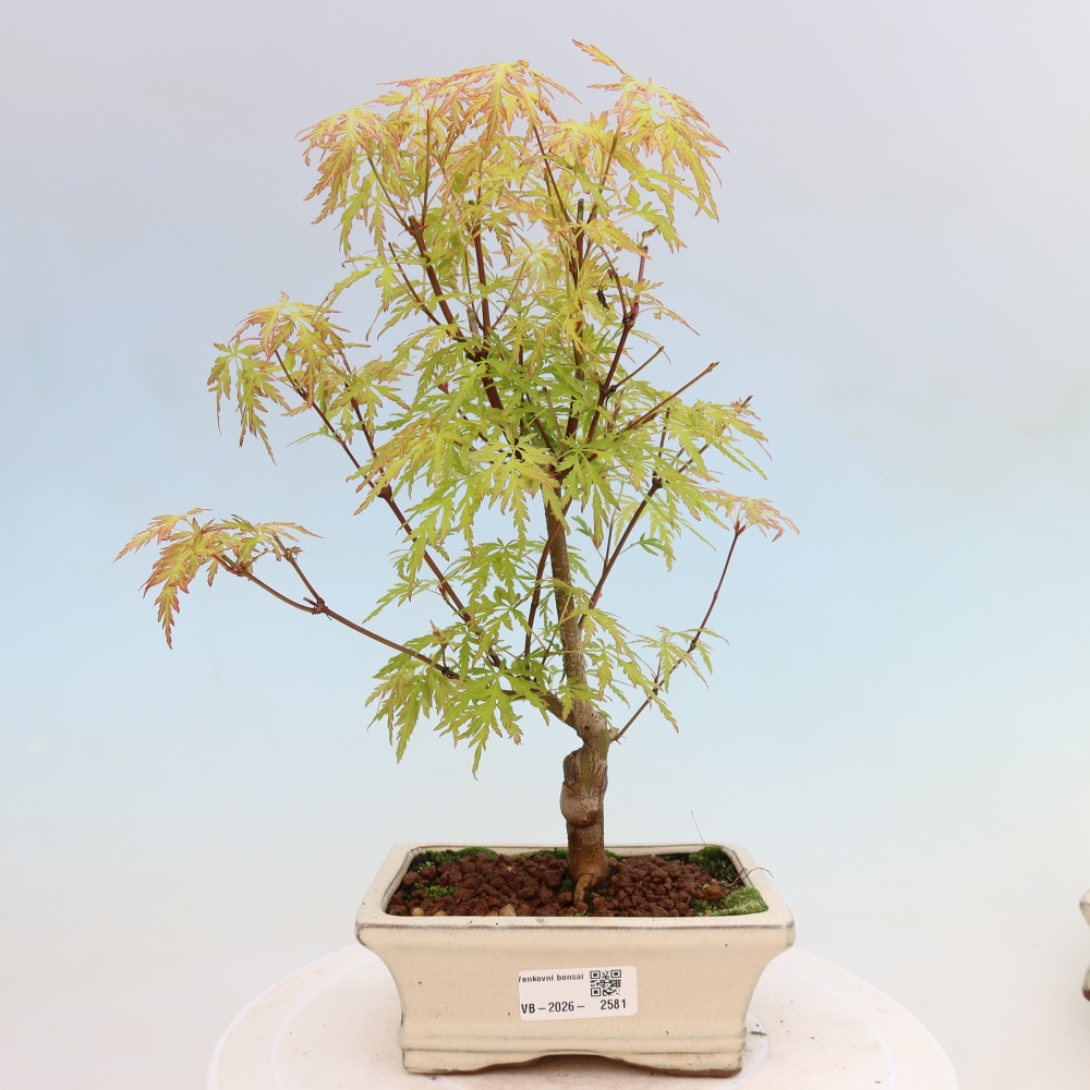 Venkovní bonsai - Acer palmatum Dissectum - Javor dlanitolistý 