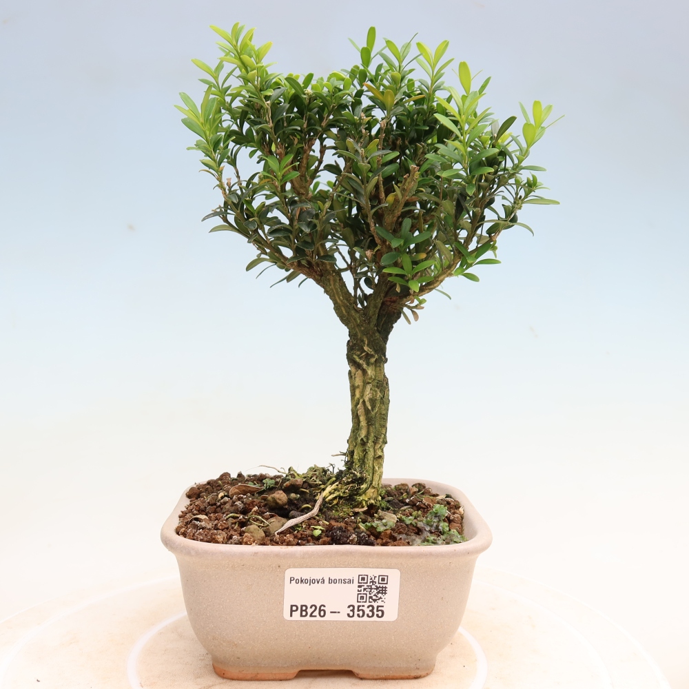 Pokojová bonsai - Buxus harlandii -korkový buxus
