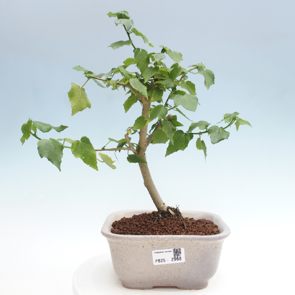 Pokojová bonsai - Malvaviscus arboreus - ibiškovec dřevnatý