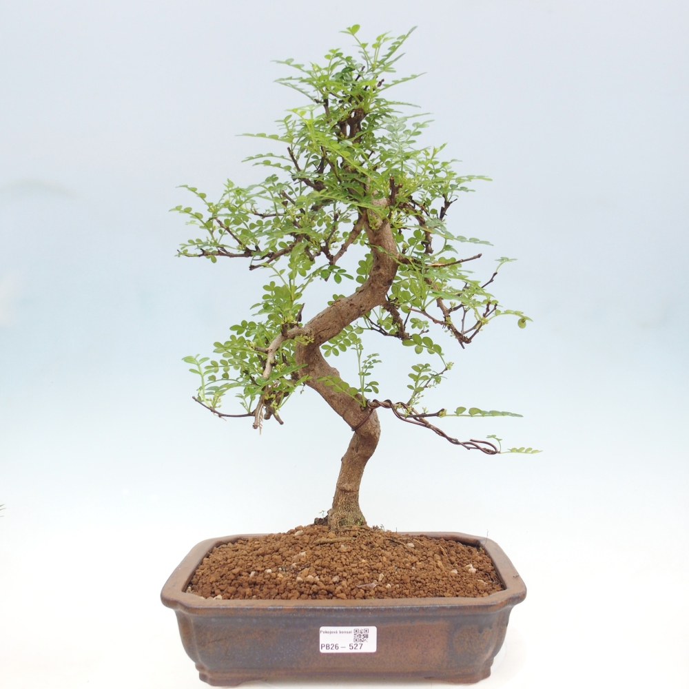 Pokojová bonsai - Zantoxylum piperitum - pepřovník