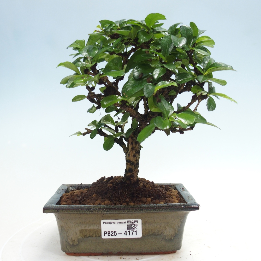 Pokojová bonsai - Carmona macrophylla - Čaj fuki