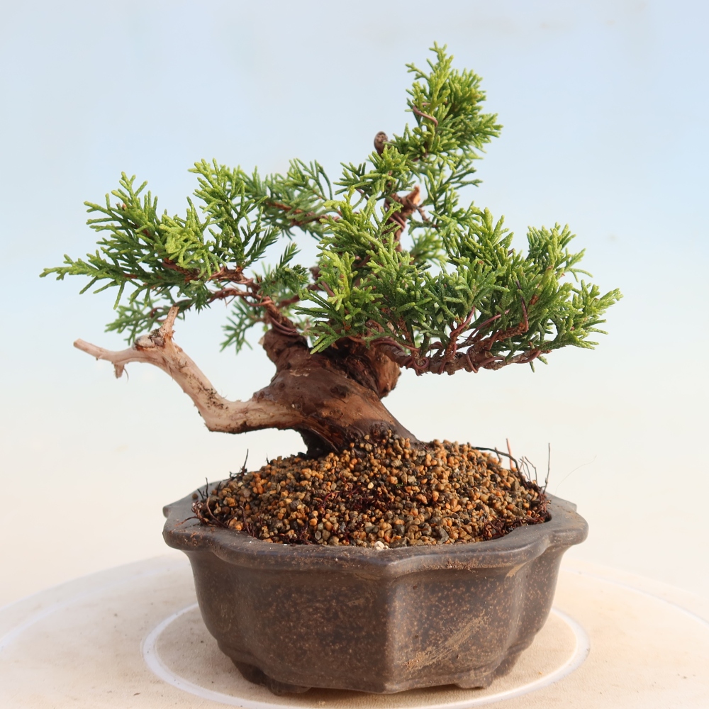 Venkovní bonsai - Juniperus chinensis Itoigawa -Jalovec čínský