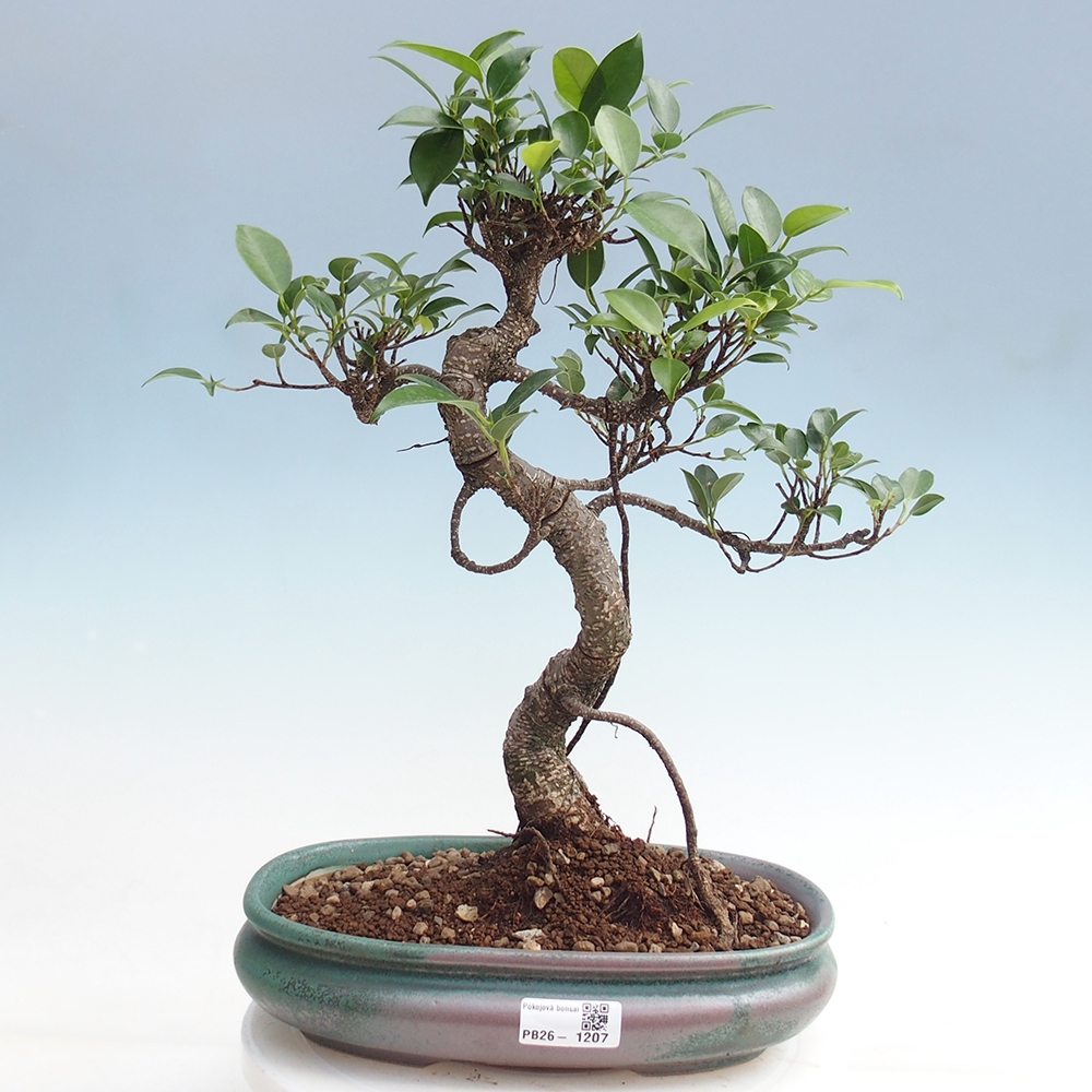 Pokojová bonsai - Ficus kimmen -  malolistý fíkus