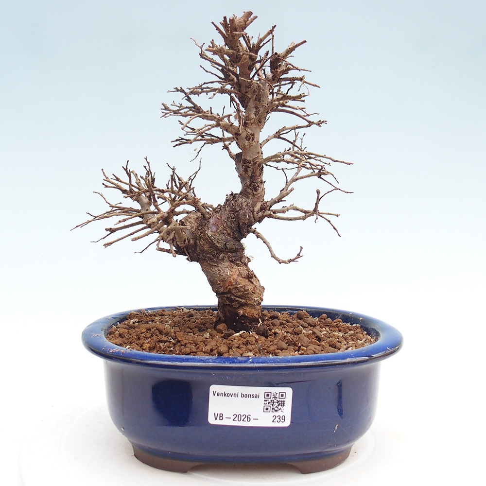 Venkovní bonsai - Zelkova - Zelkova NIRE
