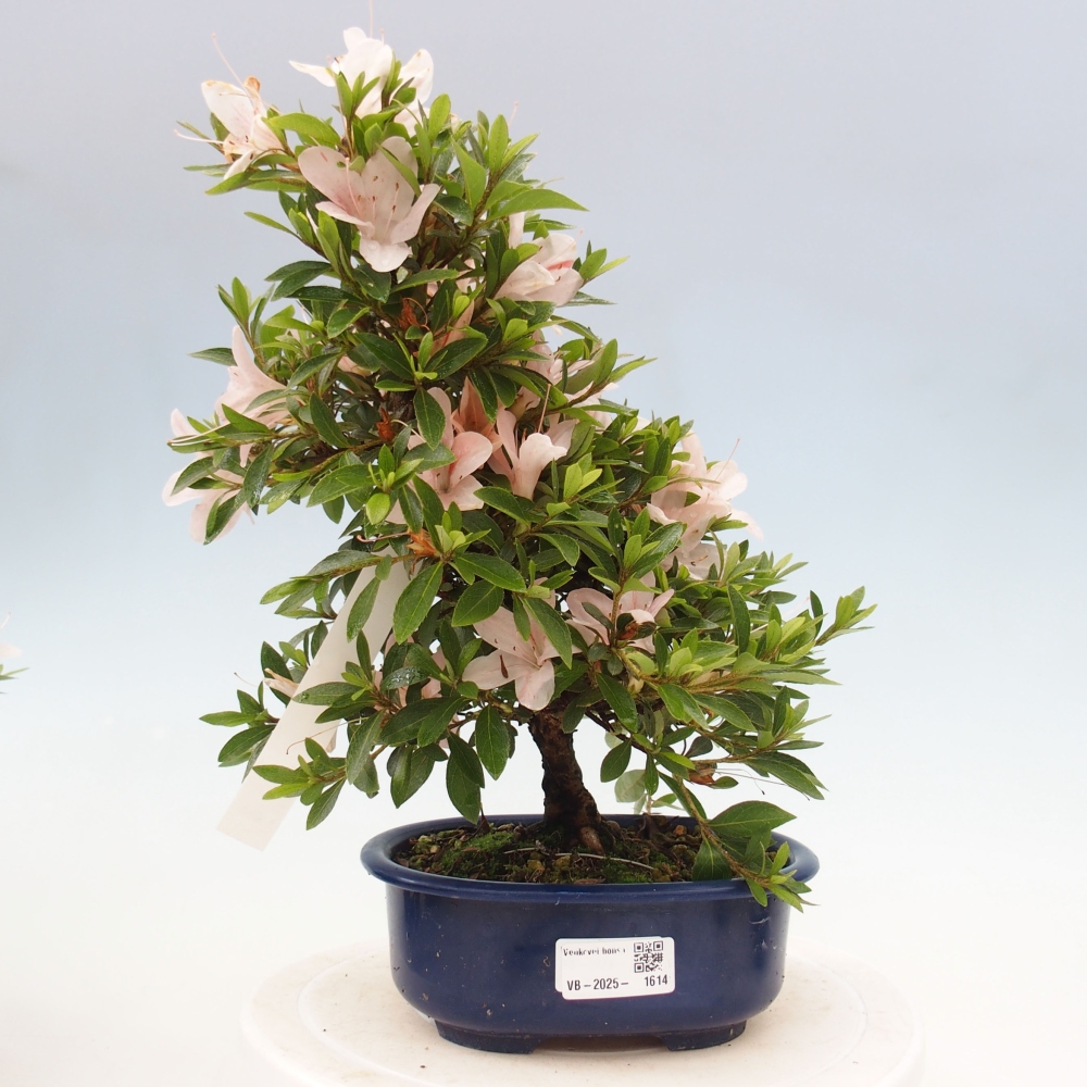 Venkovní bonsai - Japonská azalka - Azalea Nikko
