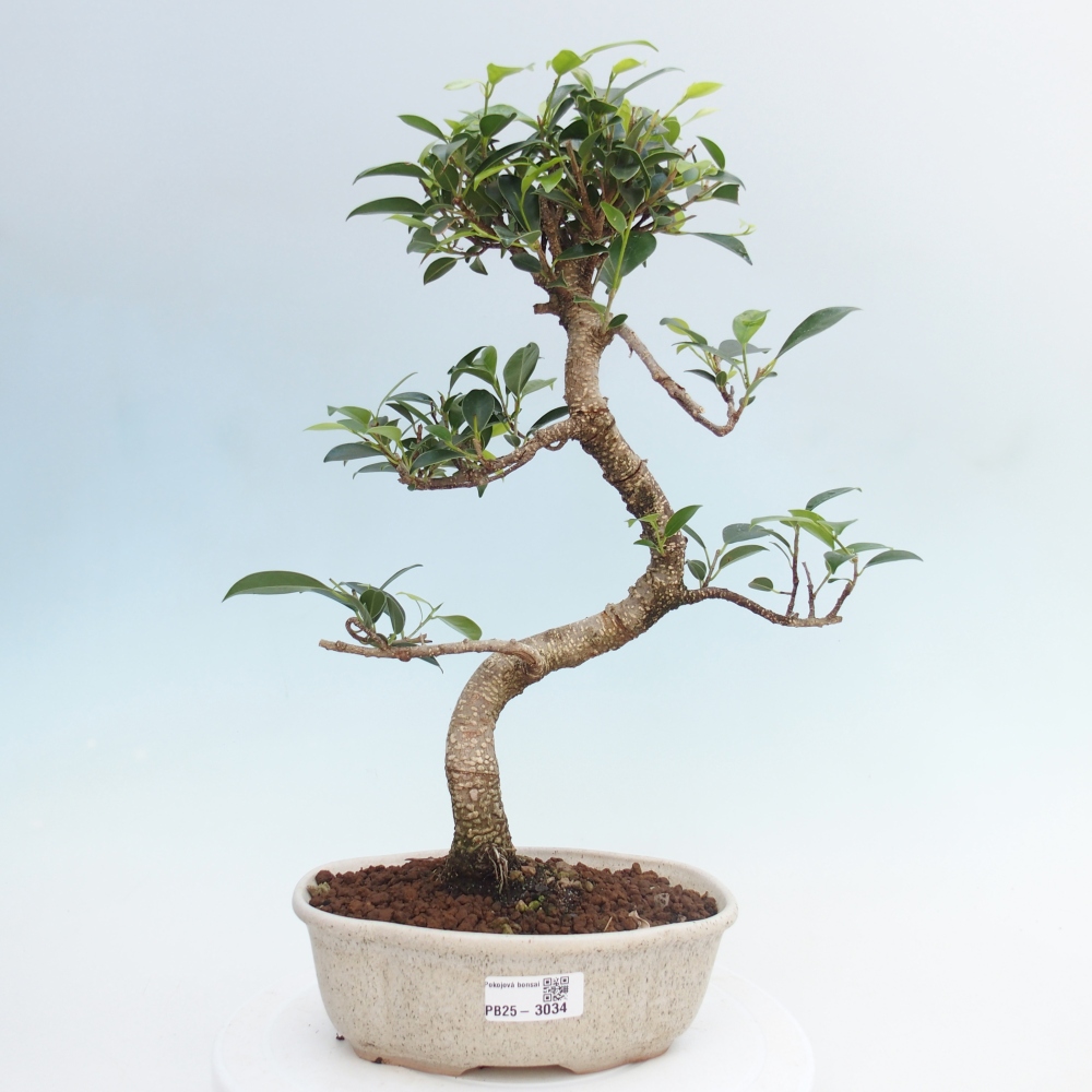 Pokojová bonsai - Ficus retusa -  malolistý fíkus