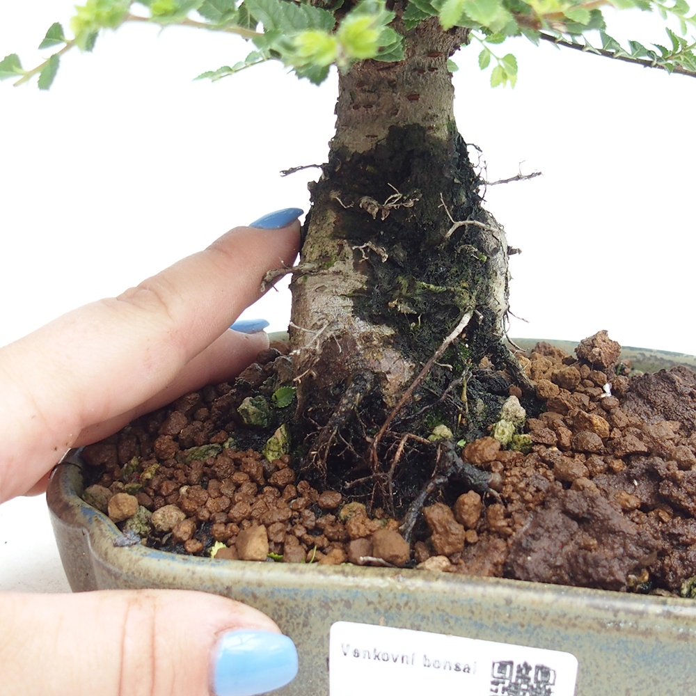 Venkovní bonsai - Ulmus parvifolia Hokkaido - jilm Čínský