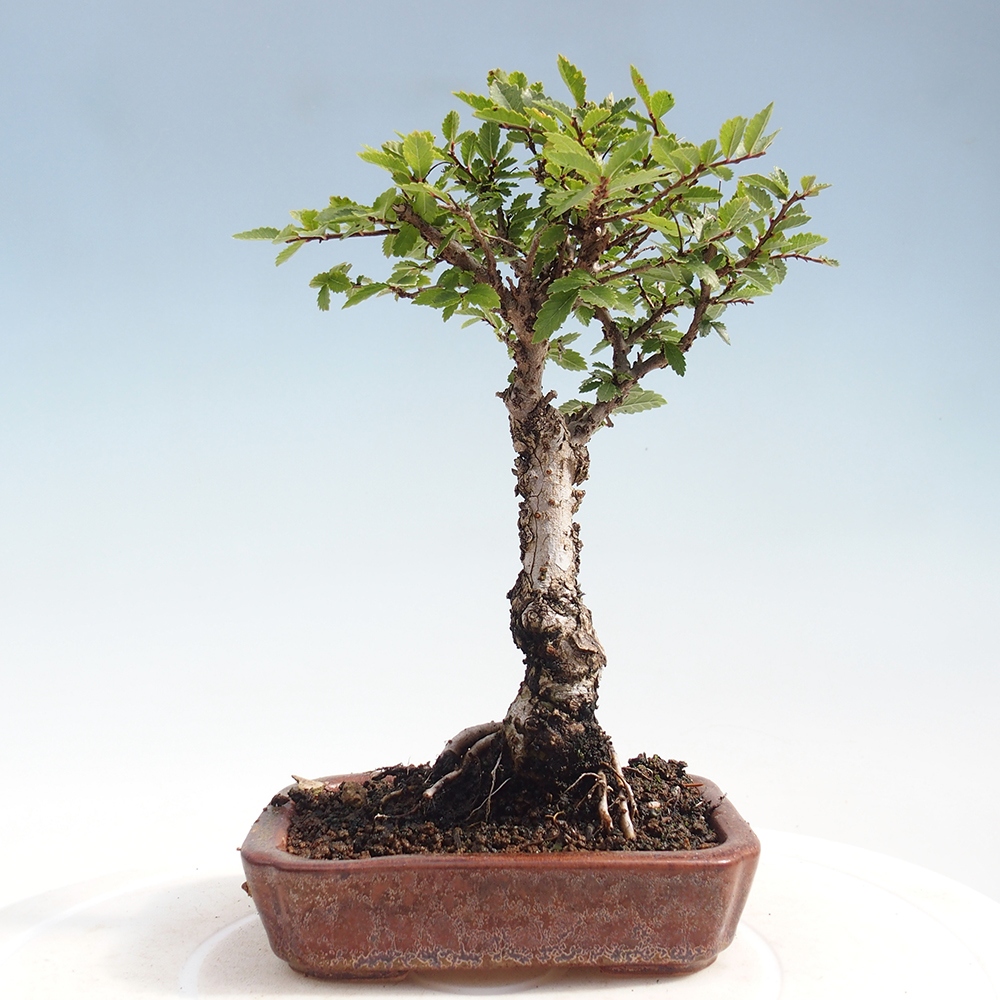 Venkovní bonsai - Zelkova - Zelkova NIRE