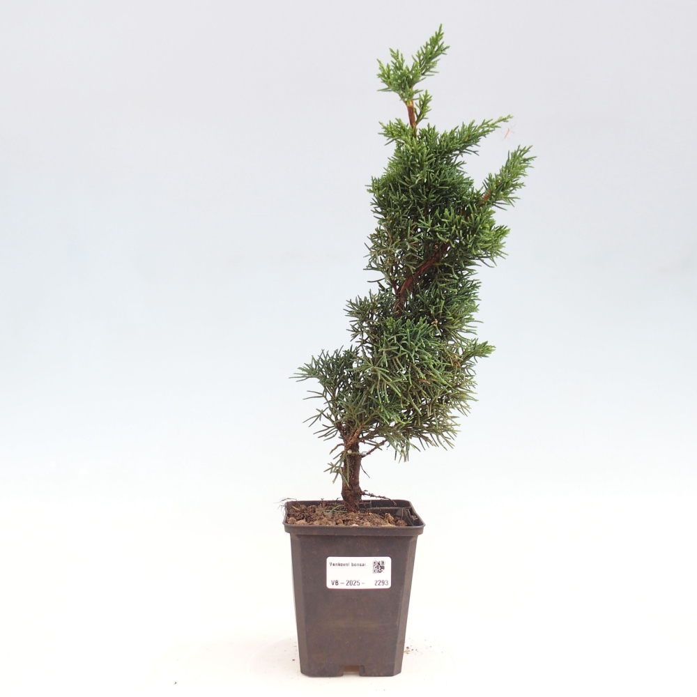 Venkovní bonsai - Juniperus chinensis Kishu -Jalovec čínský