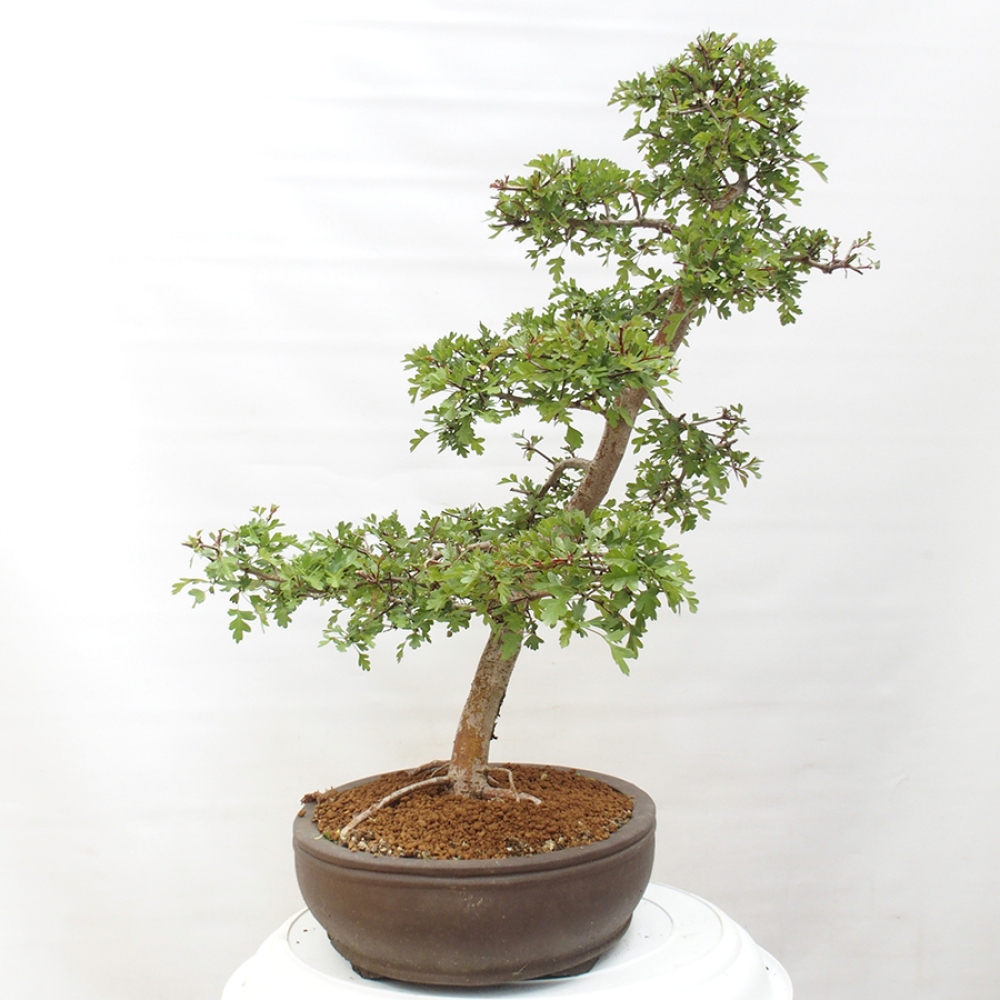 Venkovní bonsai - Hloh - Crataegus monogyna
